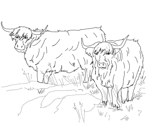 Scottish Highland Cattle Coloring Page